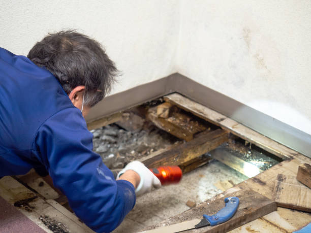 Best Bathroom Mold Remediation in Wilson, WY