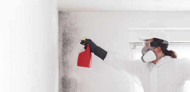Best Mold Remediation for Schools in Wilson, WY