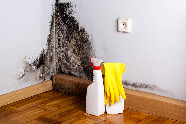 Best Post-Remediation Services in Wilson, WY